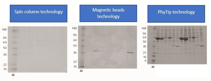 High-throughput Protein Purification strategies