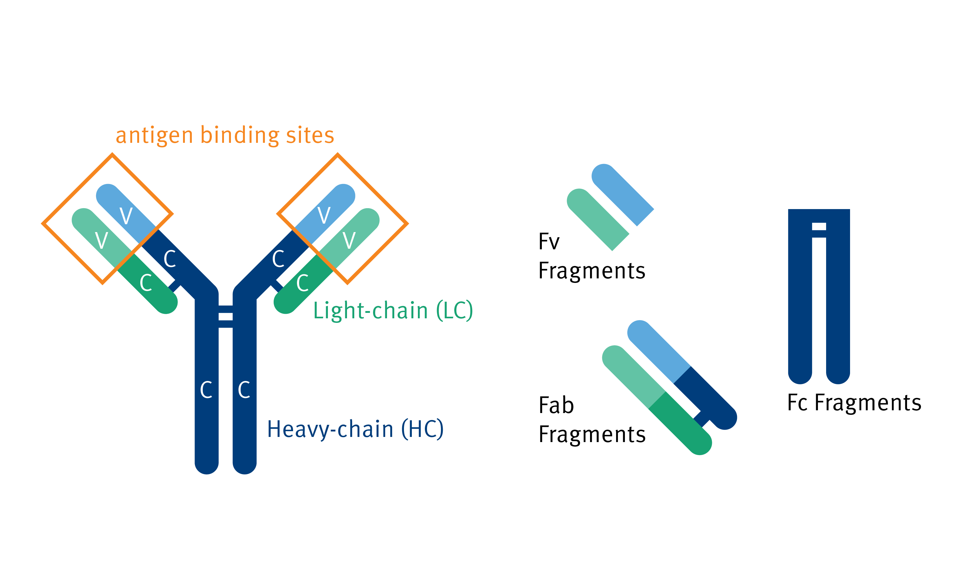 biomark002.397 - Antibody Structure and Fragments