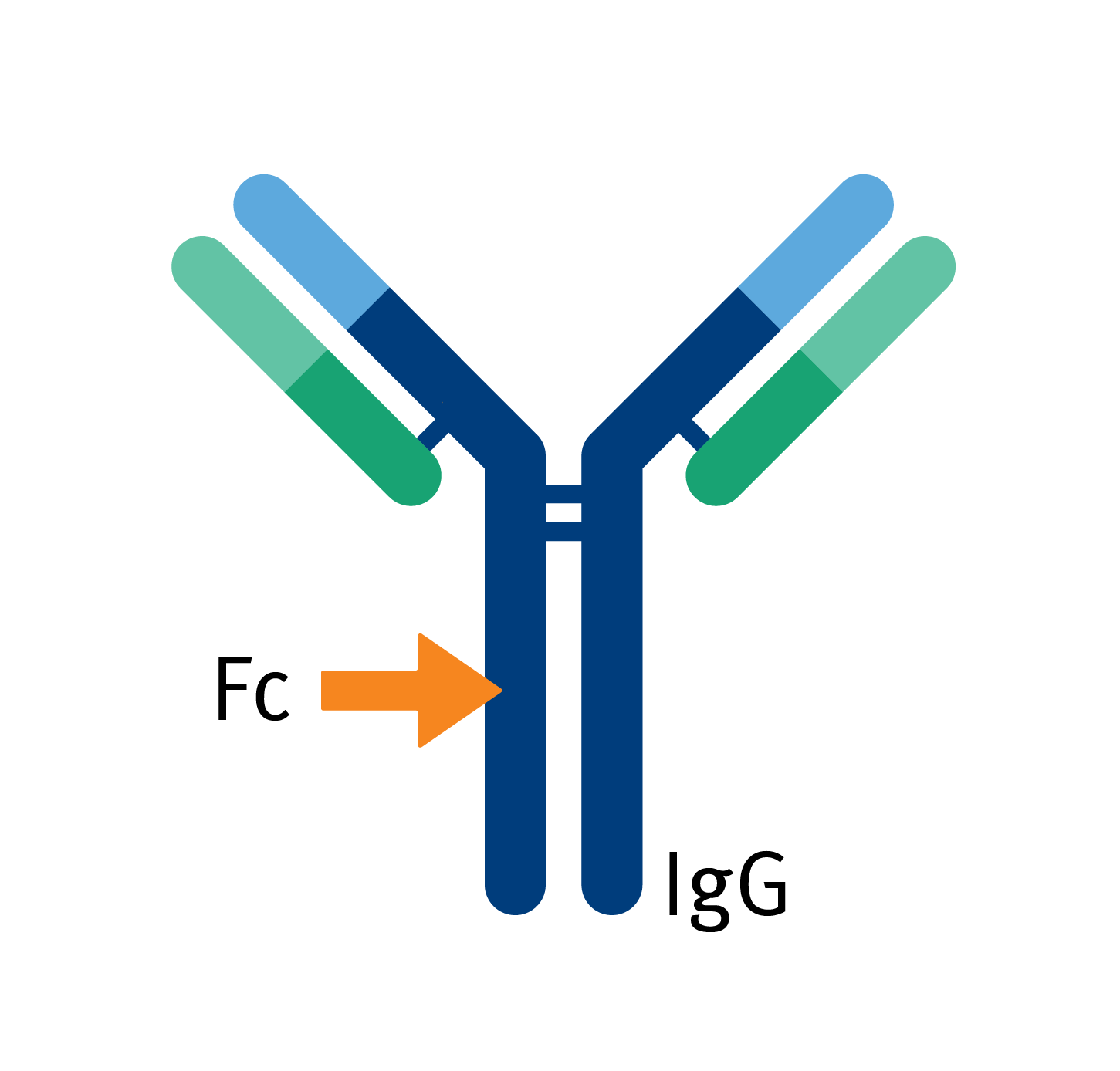 biomark002.399 -Protein A