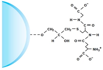 Terminal structure of Glutathione Sepharose