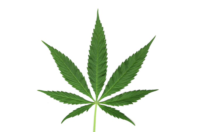 in text pot leaf
