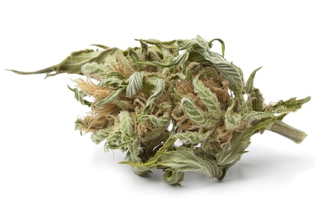in text dried cannabis