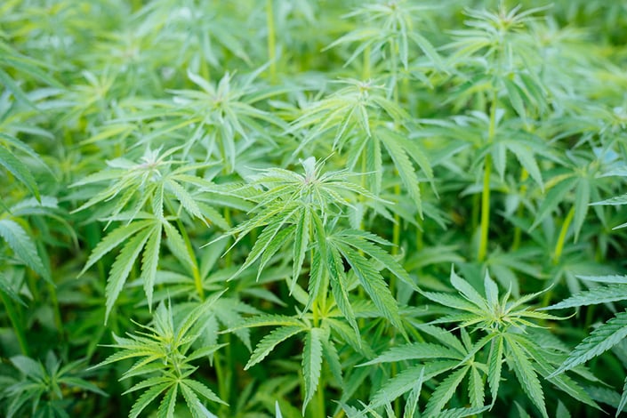 in text cannabis plants