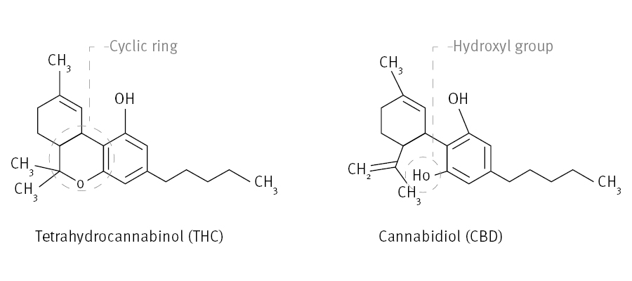 in text structures THC vs CBD