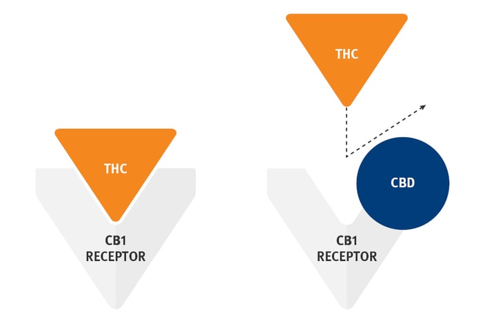 in text physiological effects of CBD vs THC