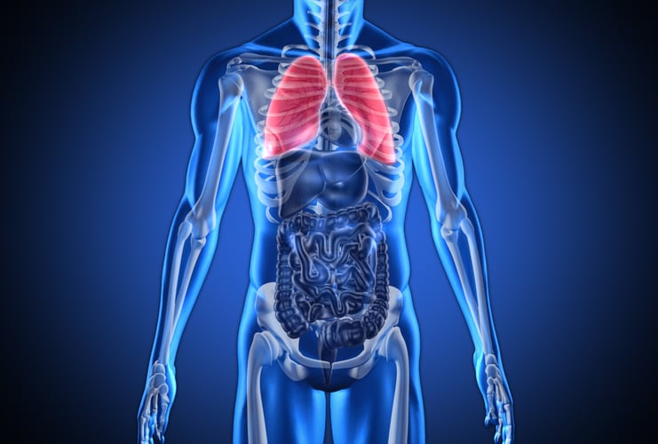Digital blue human with highlighted lungs on dark blue background