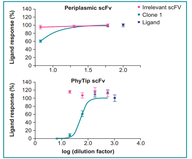 Phytip scFv