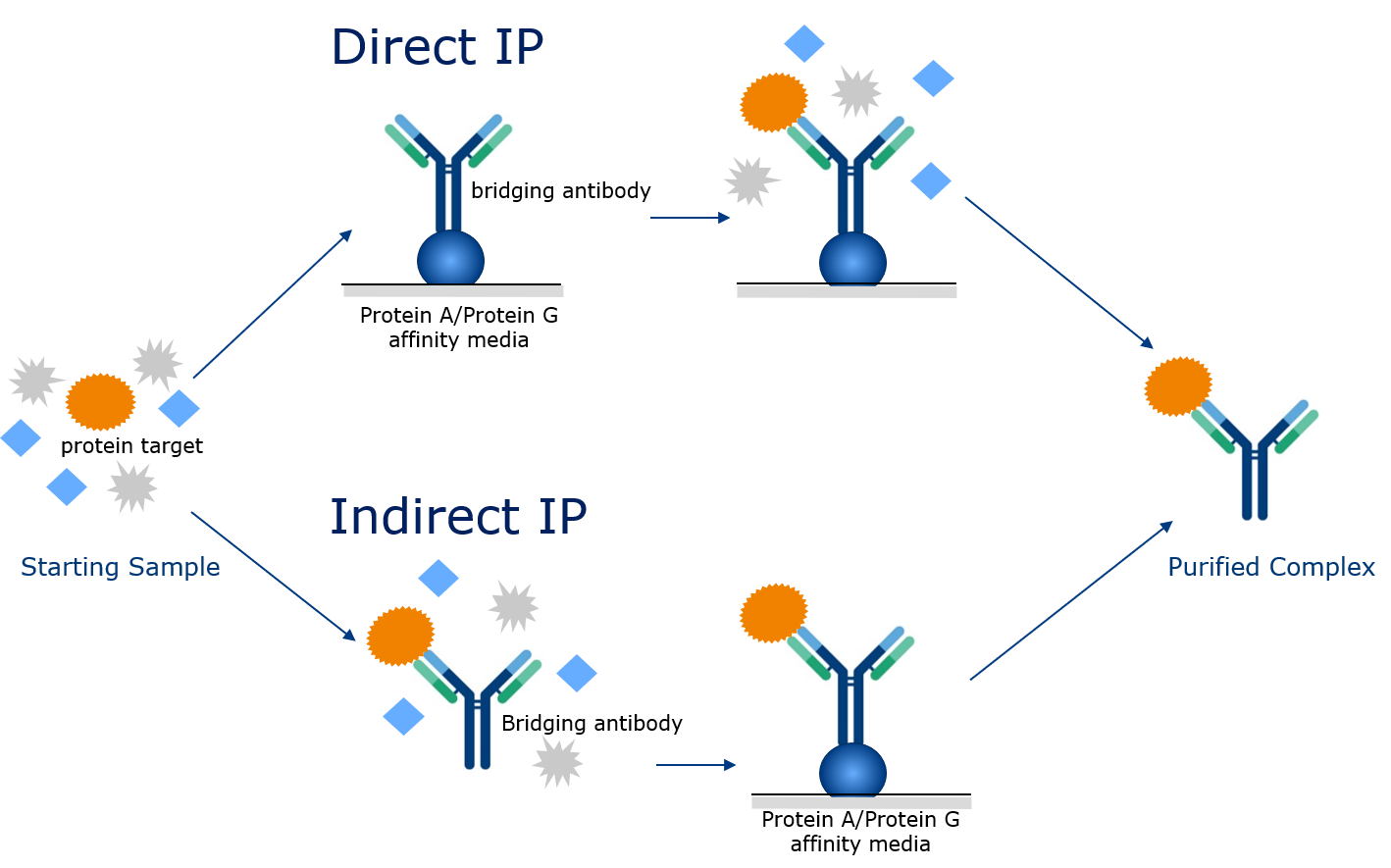 Immunprecipitation indirect direct