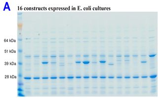 Picture_A_e coli cultures