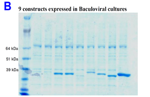 Picture_B_baculoviral_cultures