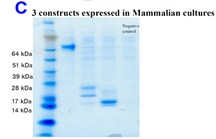 Picture_C_mammalian_cultures