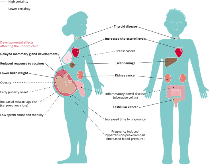 Effects of exposure to PFASs on human health