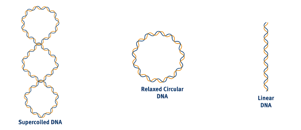Supercoiled-DNA-vs-relaxed-DNA-vs-linear-DNA-2