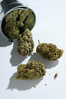 Strewed Dry Cannabis Marijuan