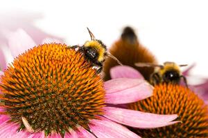 bumble-bee-on-a-flower