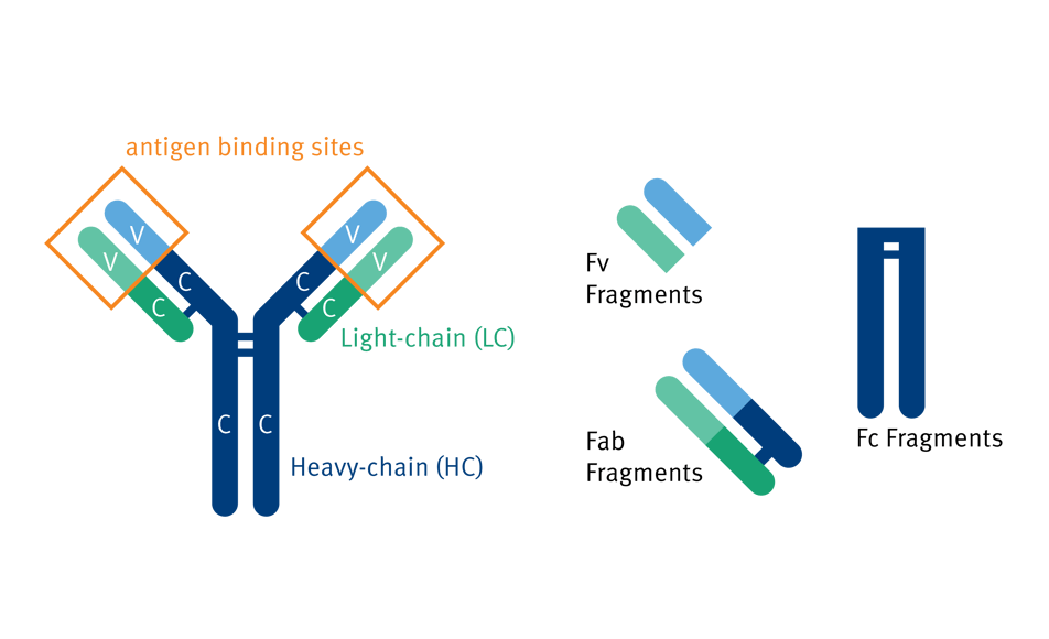 Antibody Structure and Fragments