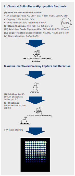 biotage-an096-figure3-Overview-of-the-parallel-synthesis-glycopeptides