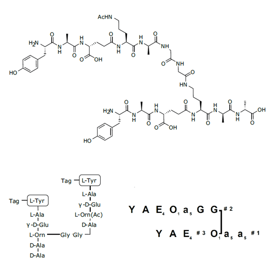biotage-an097-figure1-Branched peptidoglycan mimic 1 and BranchesTM representation