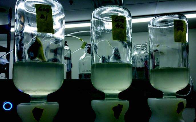 biotage-an115hor-figure2-synthetic-wastewater-being-extracted-SPE-DEX-5000