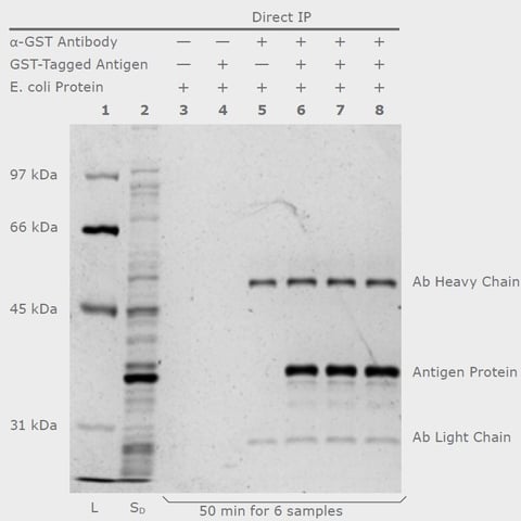 biotage-an149-figure1-direct-ip-with-prog-phytip-columns