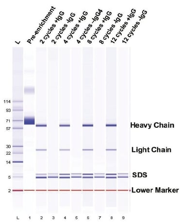 biotage-an401-figure5-optimization-igg-enrichment
