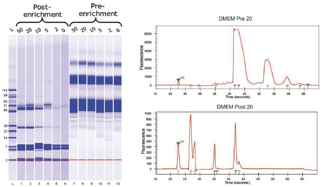 biotage-an401-figure6-virtual-gel-image-electropherograms-pre-post-protein-a-enrichment-dmem-fbs