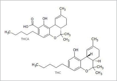 biotage-an813-figure1-THC-and-THCA