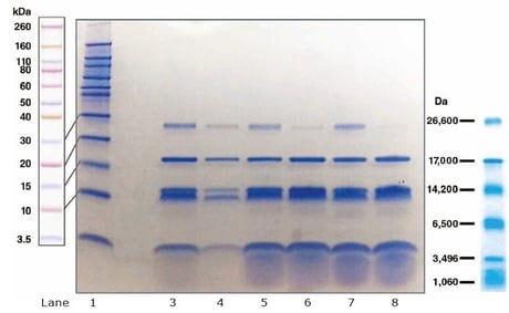 biotage-an969-figure1-tricine-protein-gel