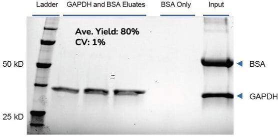 biotage-an980-figure2c-his-tagged-gapdh-successfully-separated-non-target-bsa