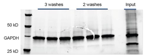 biotage-an980-figure3b-purification-target-protein-bacterial-cells
