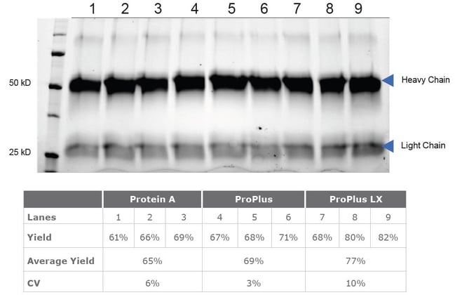biotage-an980-figure4a-phytip-columns-capture-enrich-human-igg-with-high-consistent-yields-performed-ot-2