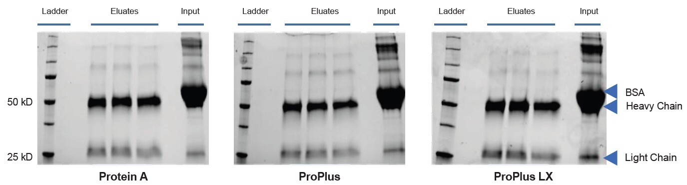 biotage-an980-figure4b-phytip-columns-retain-high-yields-consistency-capturing-human-igg-presence-bsa-performed-ot-2
