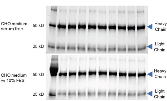 biotage-an980-figure5-human-igg-extraction-chinese-hamster-ovary-cell-culture-using-phytips-columns