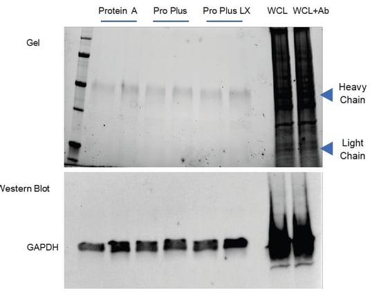 biotage-an980-figure6-immunoprecipitation-endogenous-gapdh-using-phytip-columns-ot-2
