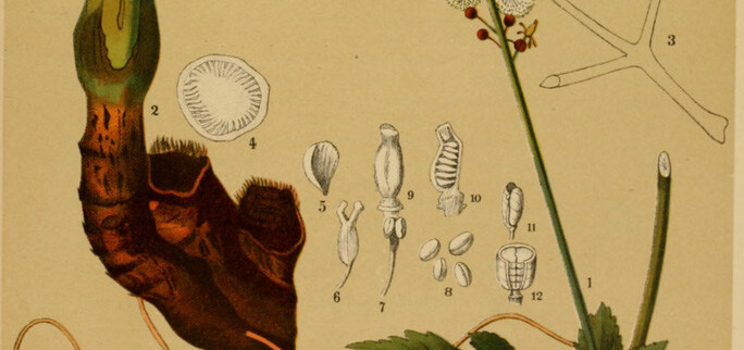 biotage-pps397-figure1-Root-nodules-Actaea-racemosa