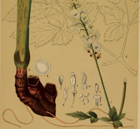 biotage-pps679-figure4-root-nodules-actaea-racemosa