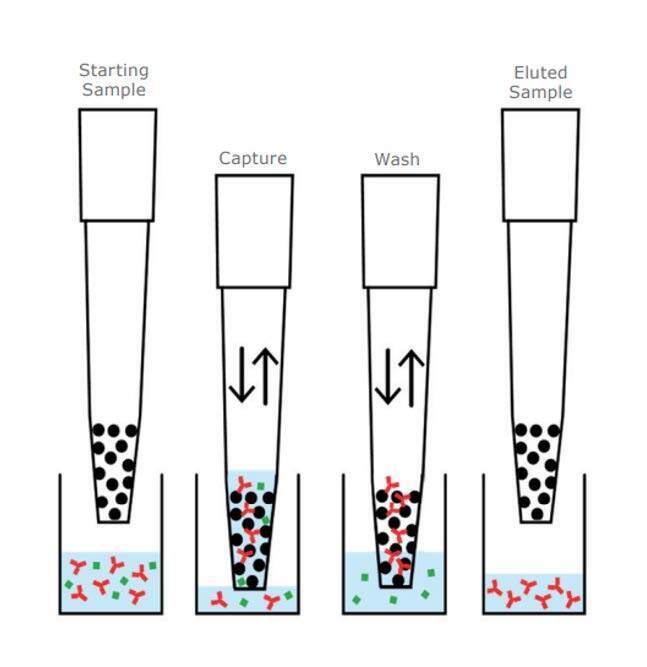 Accelerating high throughput protein purification using PhyTip® columns ...