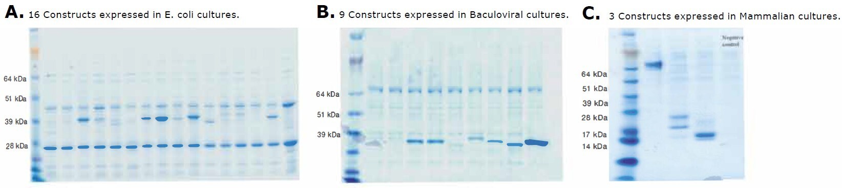 biotage-pps696-figure4-sds-page-gels-protein-purity-different-constructs-expressed-different-expression-systems
