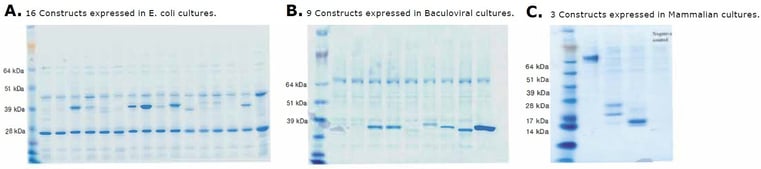 biotage-pps696-figure4-sds-page-gels-protein-purity-different-constructs-expressed-different-expression-systems
