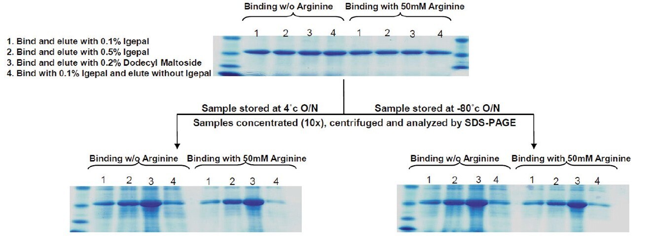 biotage-pps696-figure5c-impact-arginine-for-binding-efficiency