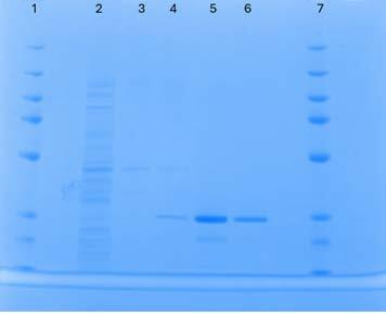biotage-pps757-figure3-sds-page-gel-image-phytip-column-imidazole-efficiency-testing