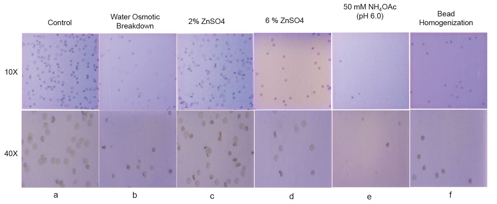 biotage-pps766-figure12-optical-microscopy-rbcs-homolyzed-water-osmotic-breakdown