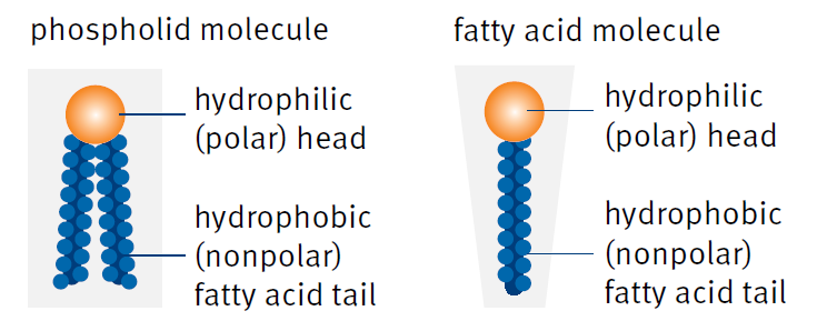 biotage-ui478-figure1-phospholid-molecule-fatty-acid-molecule