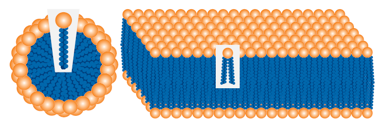 biotage-ui478-figure2-bilayers