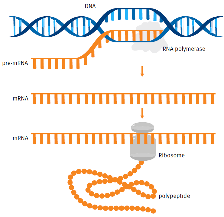 biotage-ui478-figure3-what-would-normally-happen-dna