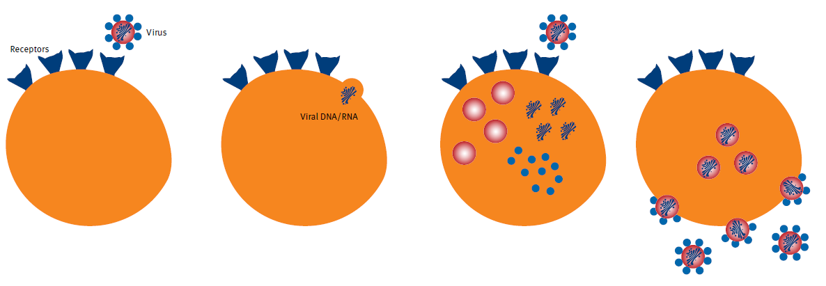 biotage-ui478-figure4-how-viruses-work