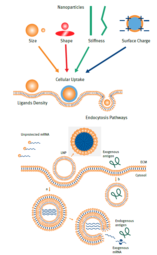 Supplying lipids in the global response to COVID-19 and mRNA vaccine ...