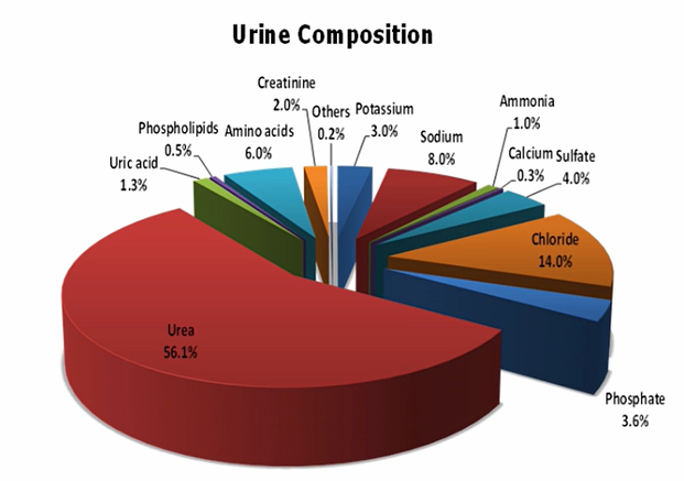 urine composition diagram