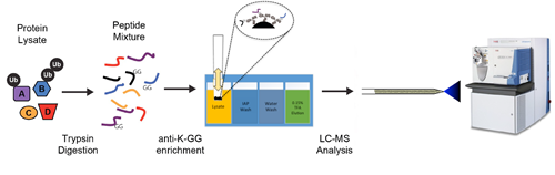 immunoprecipitation_process