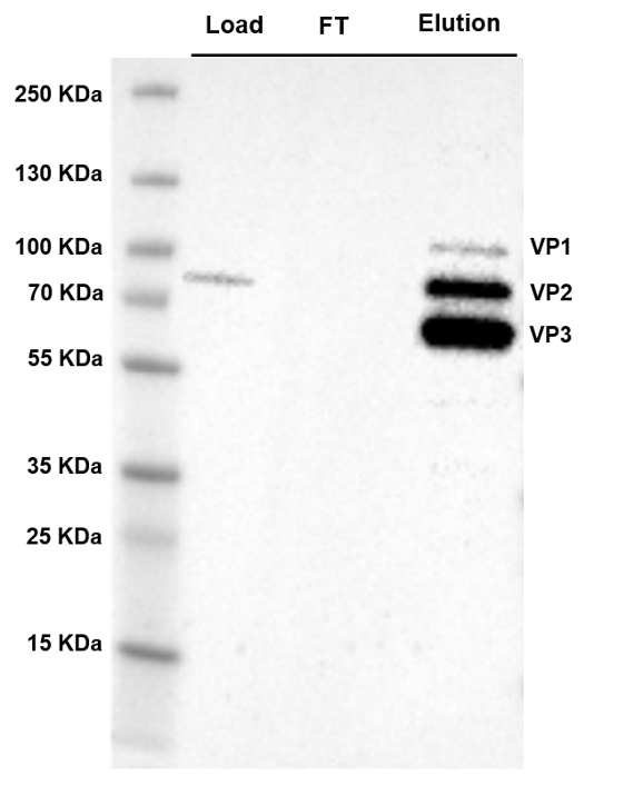 AN1030 Figure 5 western blot image of AAV8 sample